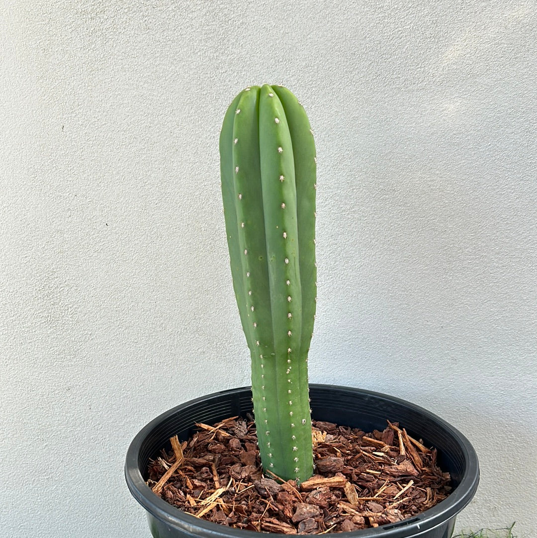 Echinopsis Scopulicola