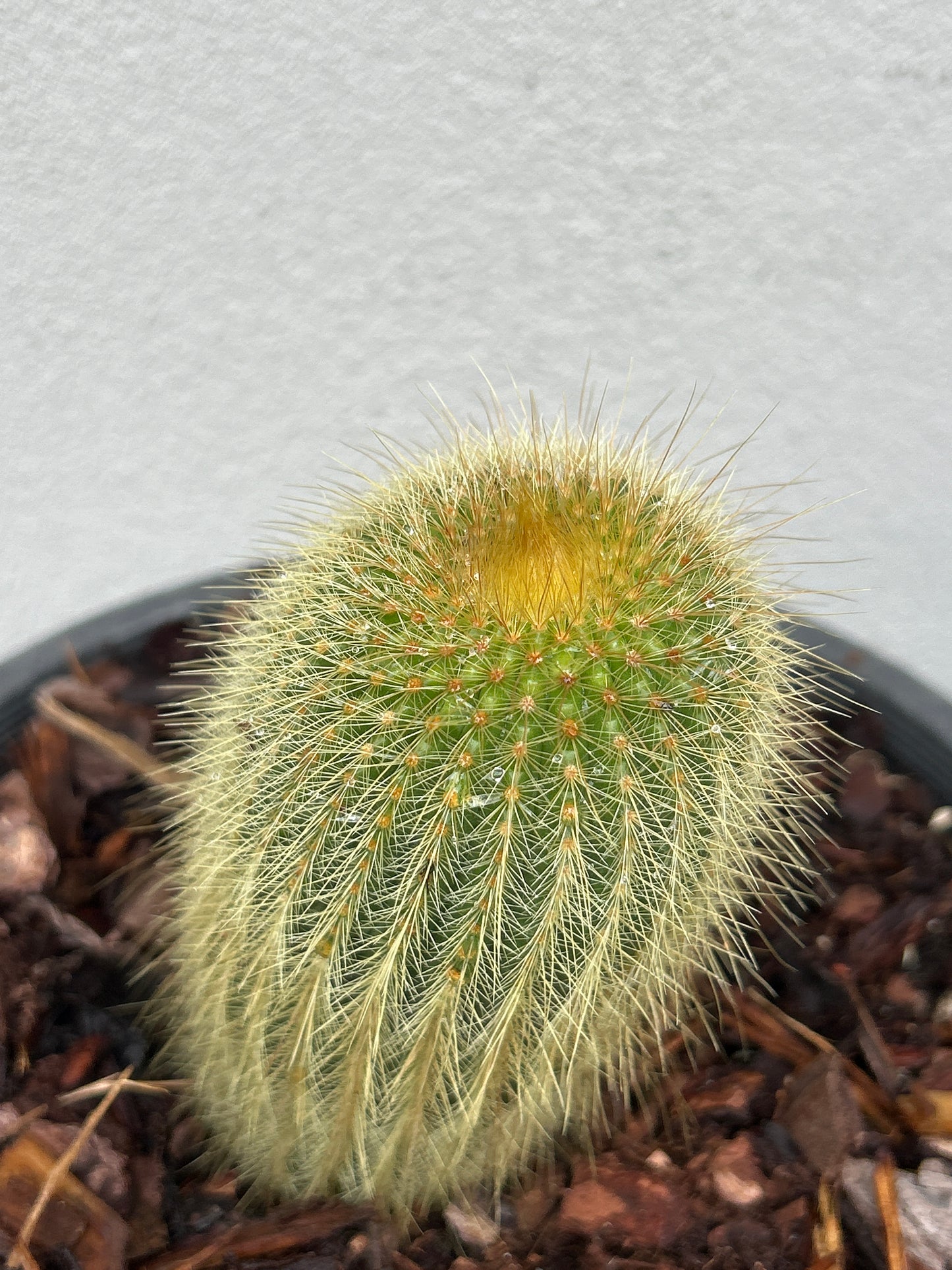 Parodia leninghausii cactus
