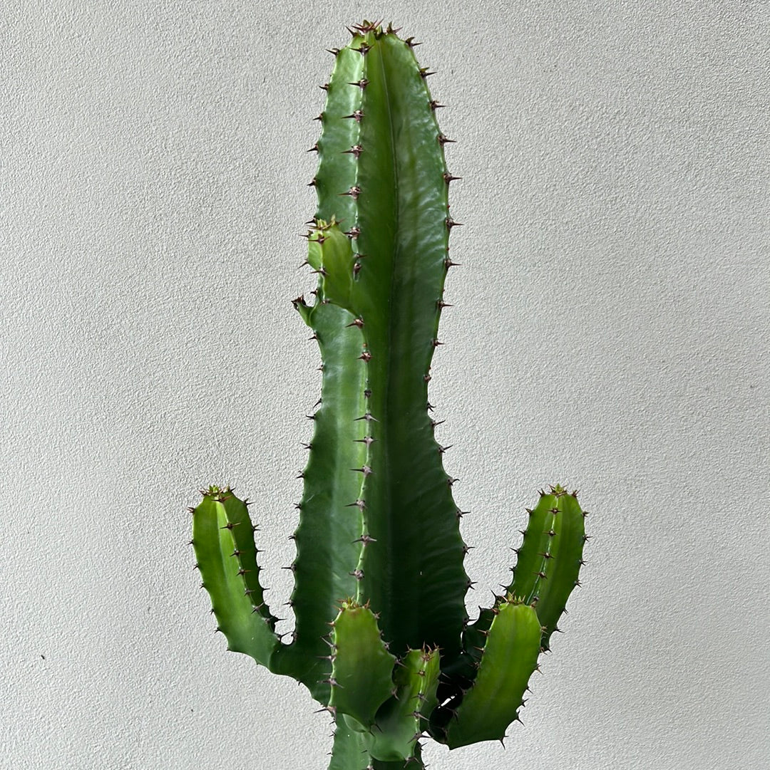 Euphorbia Cowboy 8 arms