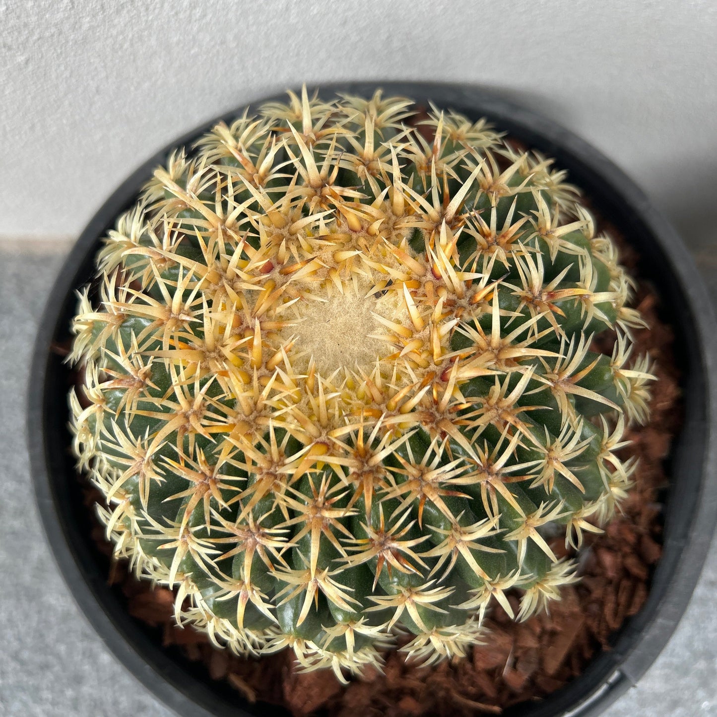 Echinocactus Brevispinus (Short spine barrel)