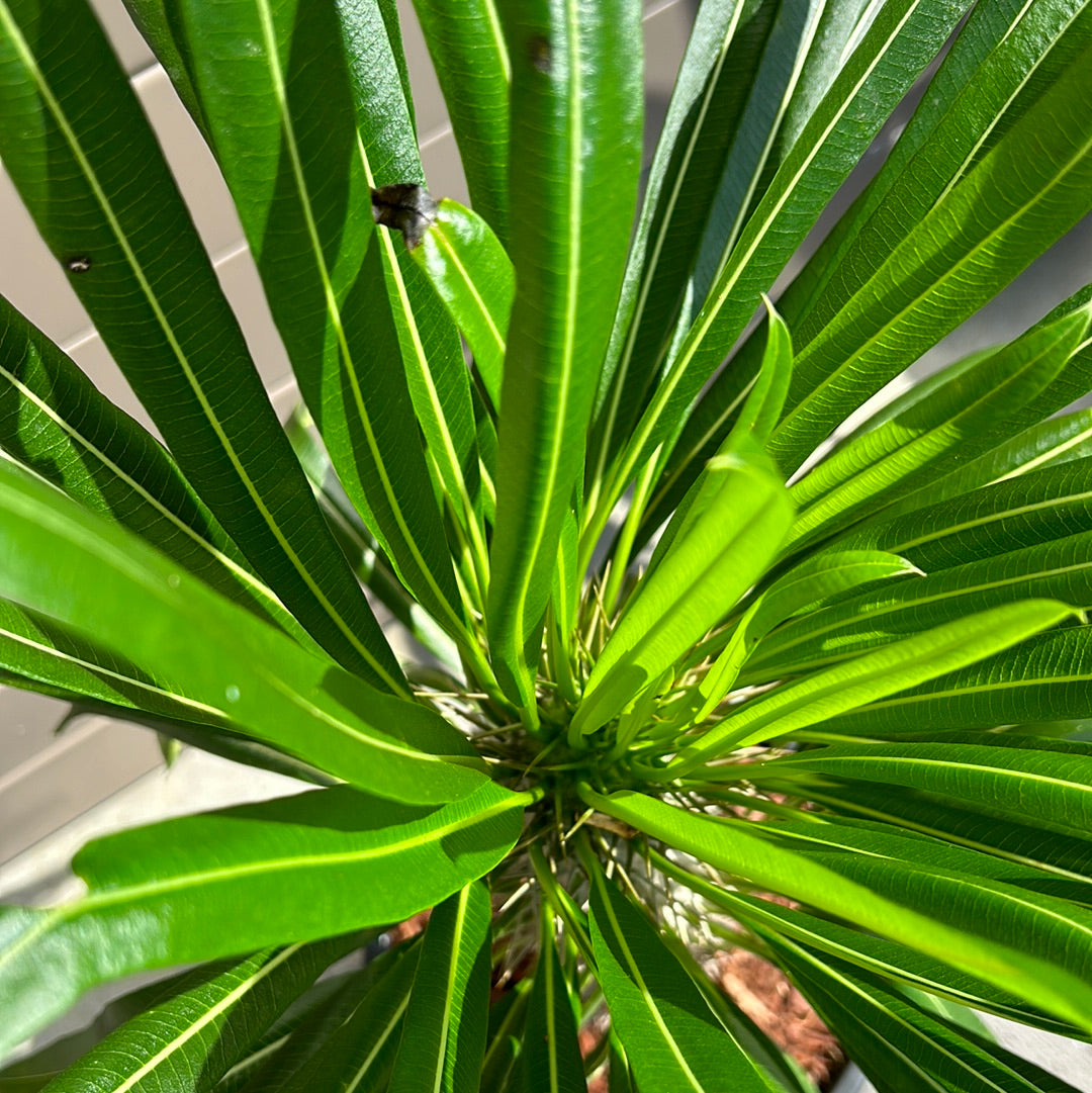 Madagascar Palm - Large