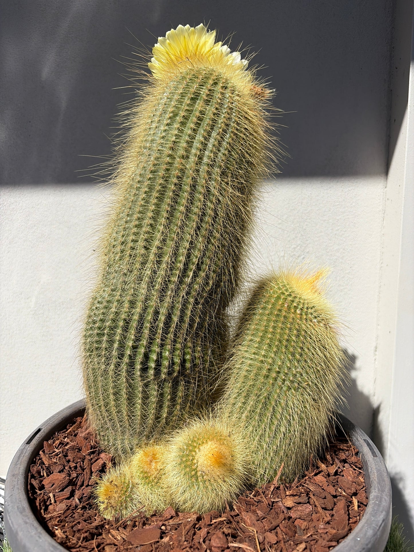 Parodia leninghausii cactus LARGE