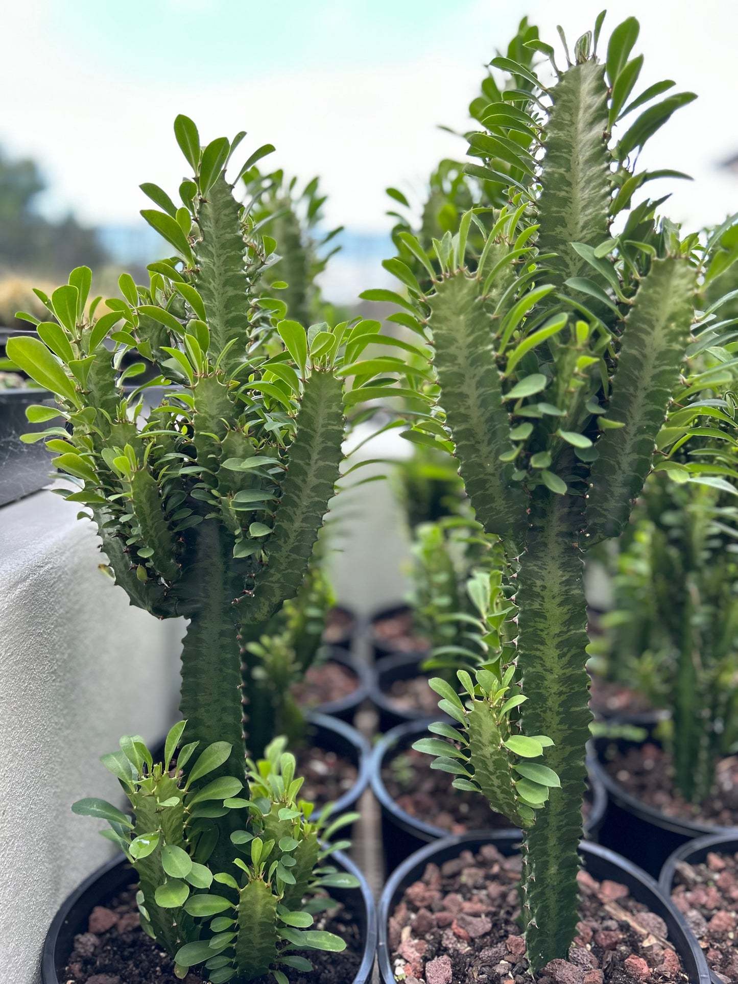 Euphorbia African Milk