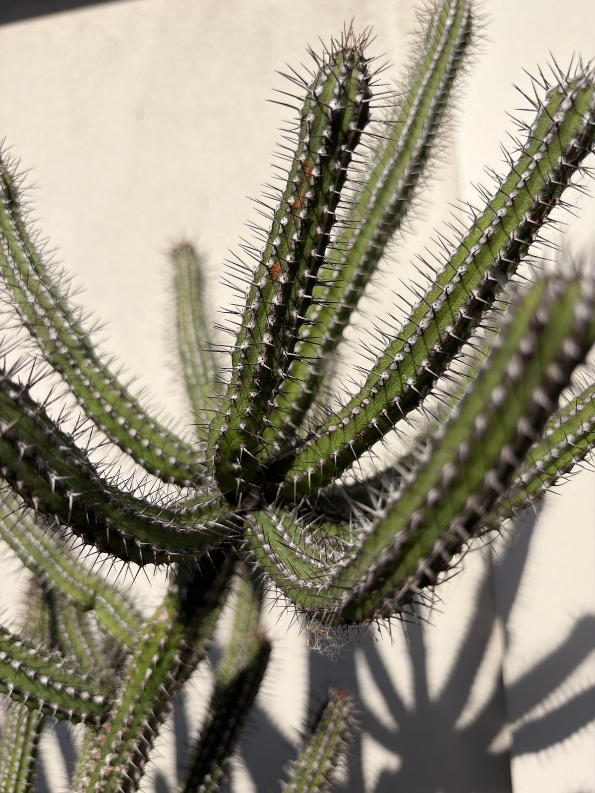 Euphorbia Baioensis