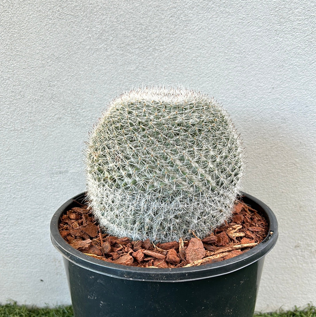 Mammillaria