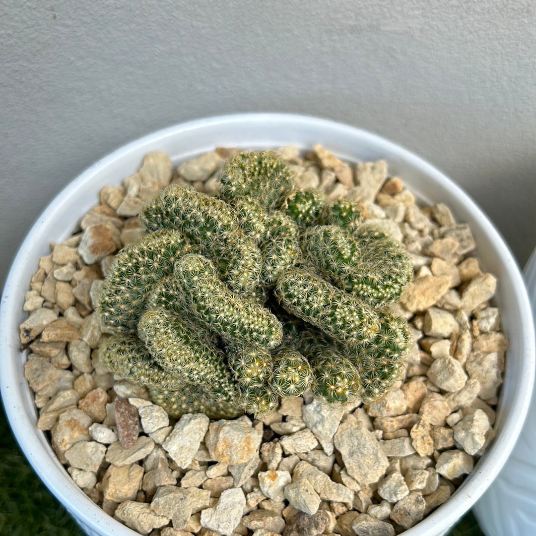 Brain Cactus