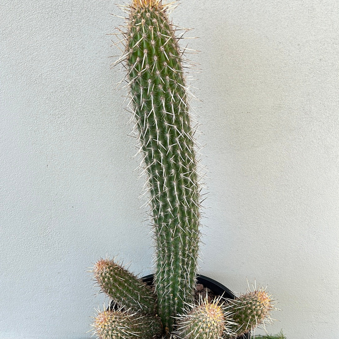 Espostoa Mirabilis Cactus