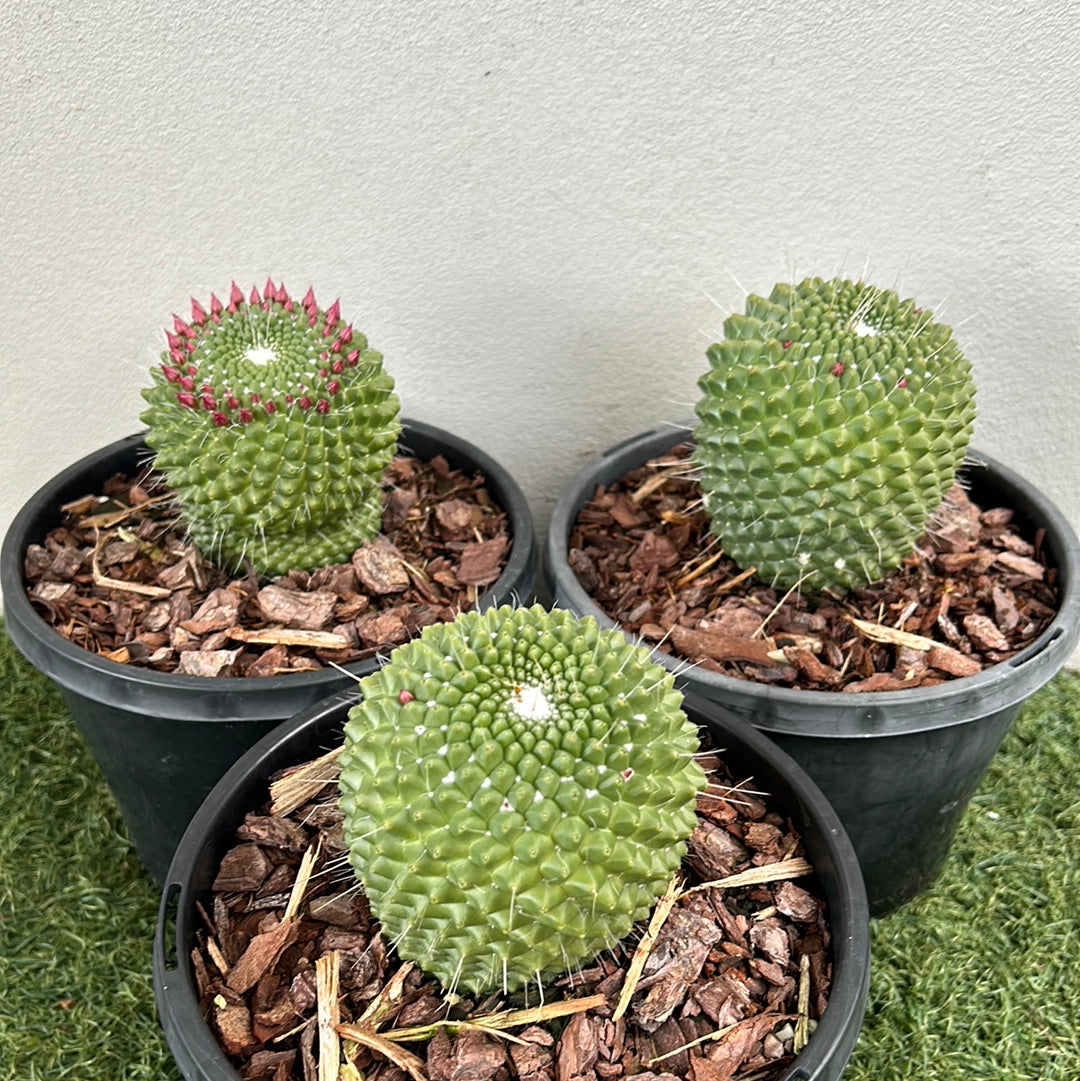 Ball Cactus