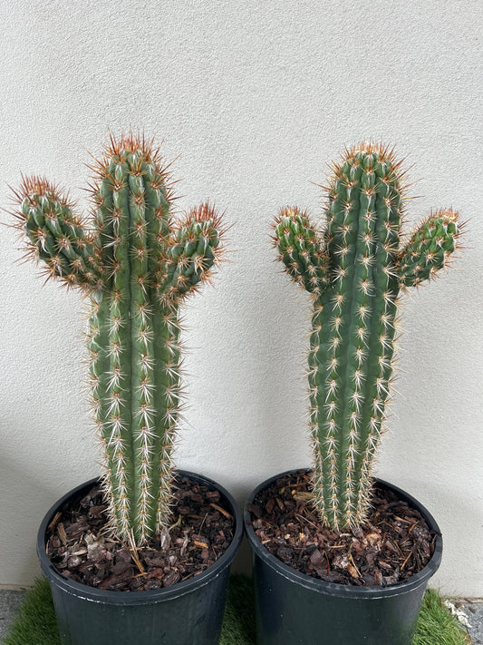 Pilocereus gounellei Cactus with 2 arms