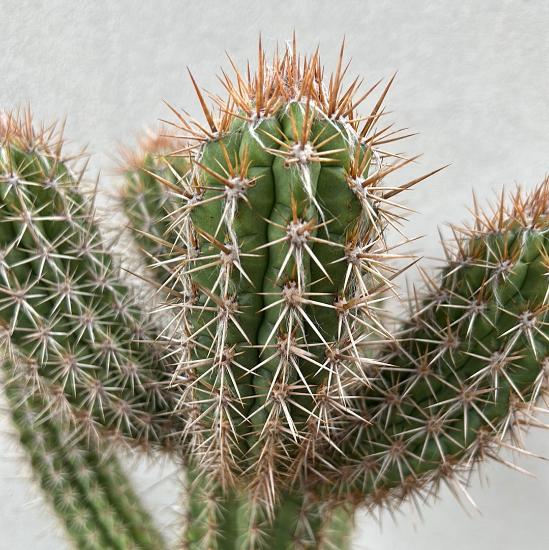 Pilocereus gounellei 
Cactus w/6 arms !