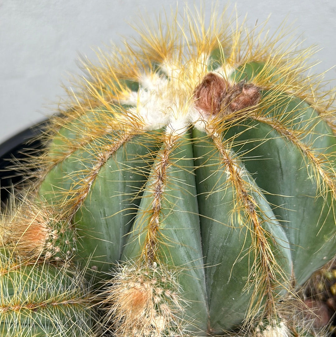 Parodia Magnificus