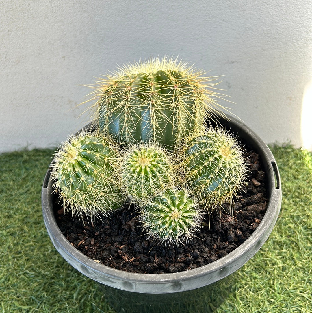 PARODIA WARASII