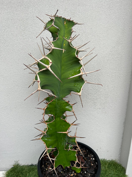 Cowhorn Cactus 2