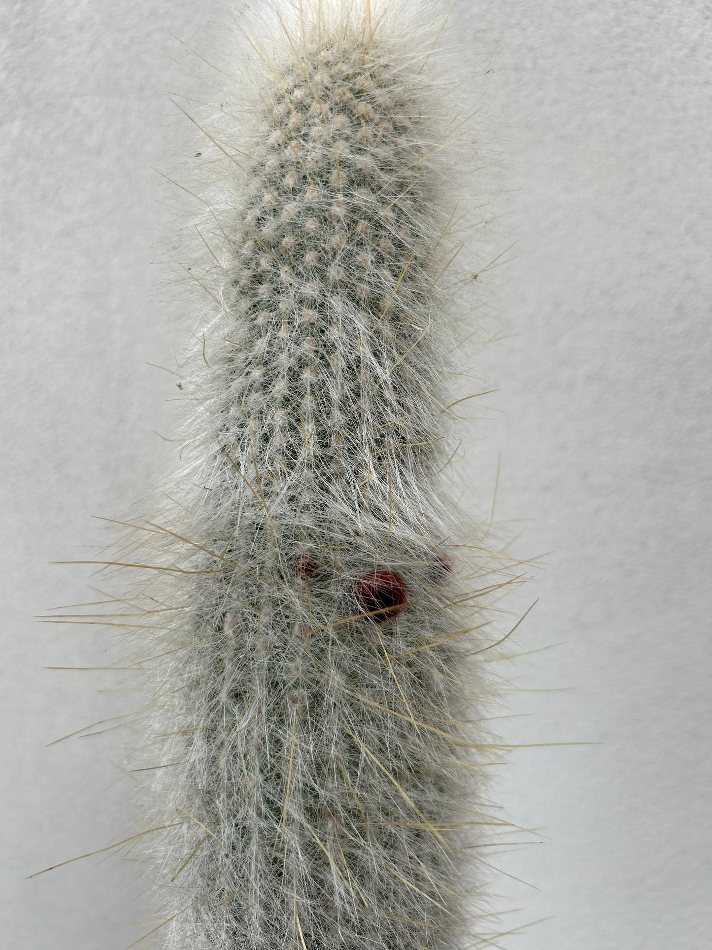 Silver Torch Cactus