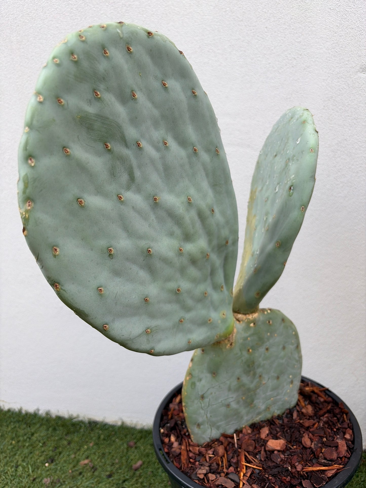 Burbank Spineless 2 paddles