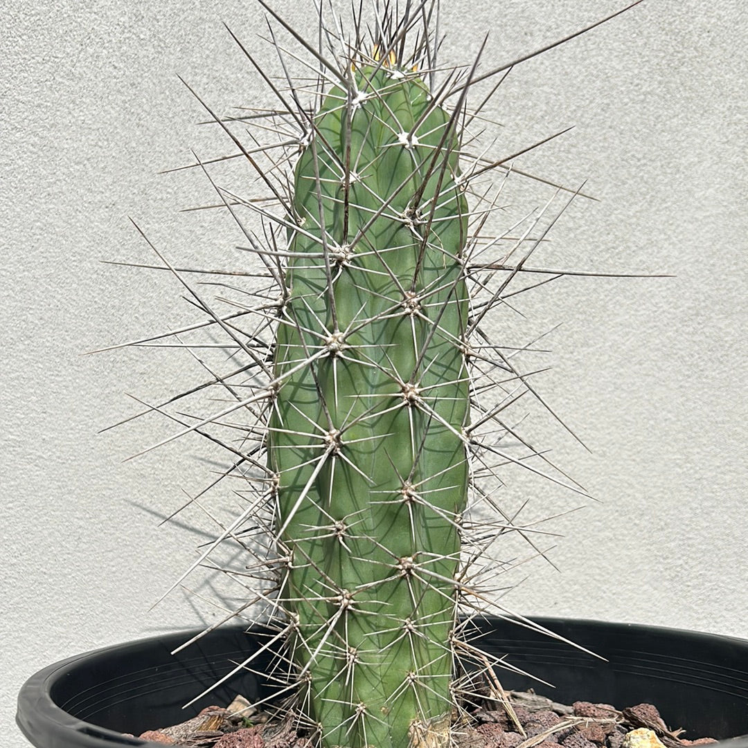 Toothpick Cactus