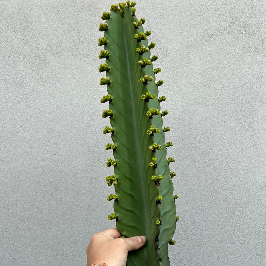 Euphorbia Ingen Cutting