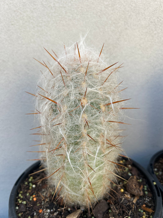 Old man cactus
