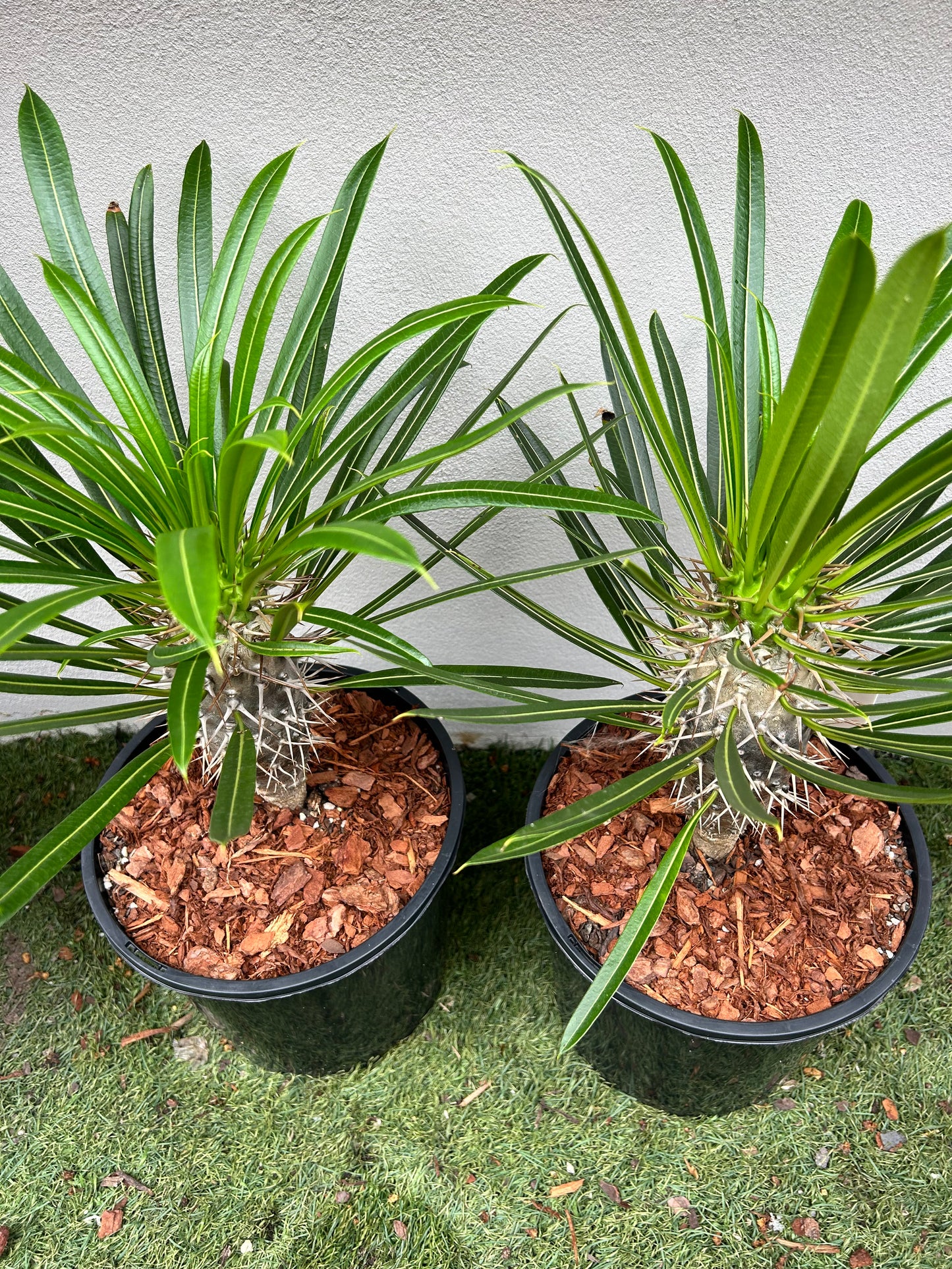 Madagascar Palm