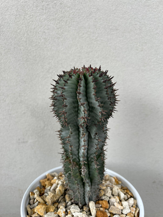 EUPHORBIA HORRIDA ‘MAJOR NOVA’