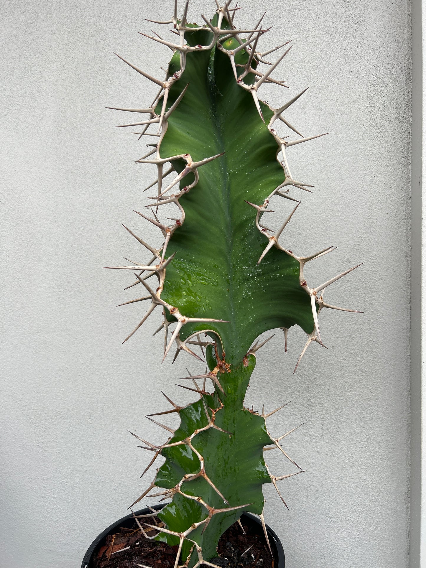 Cowhorn Cactus 4