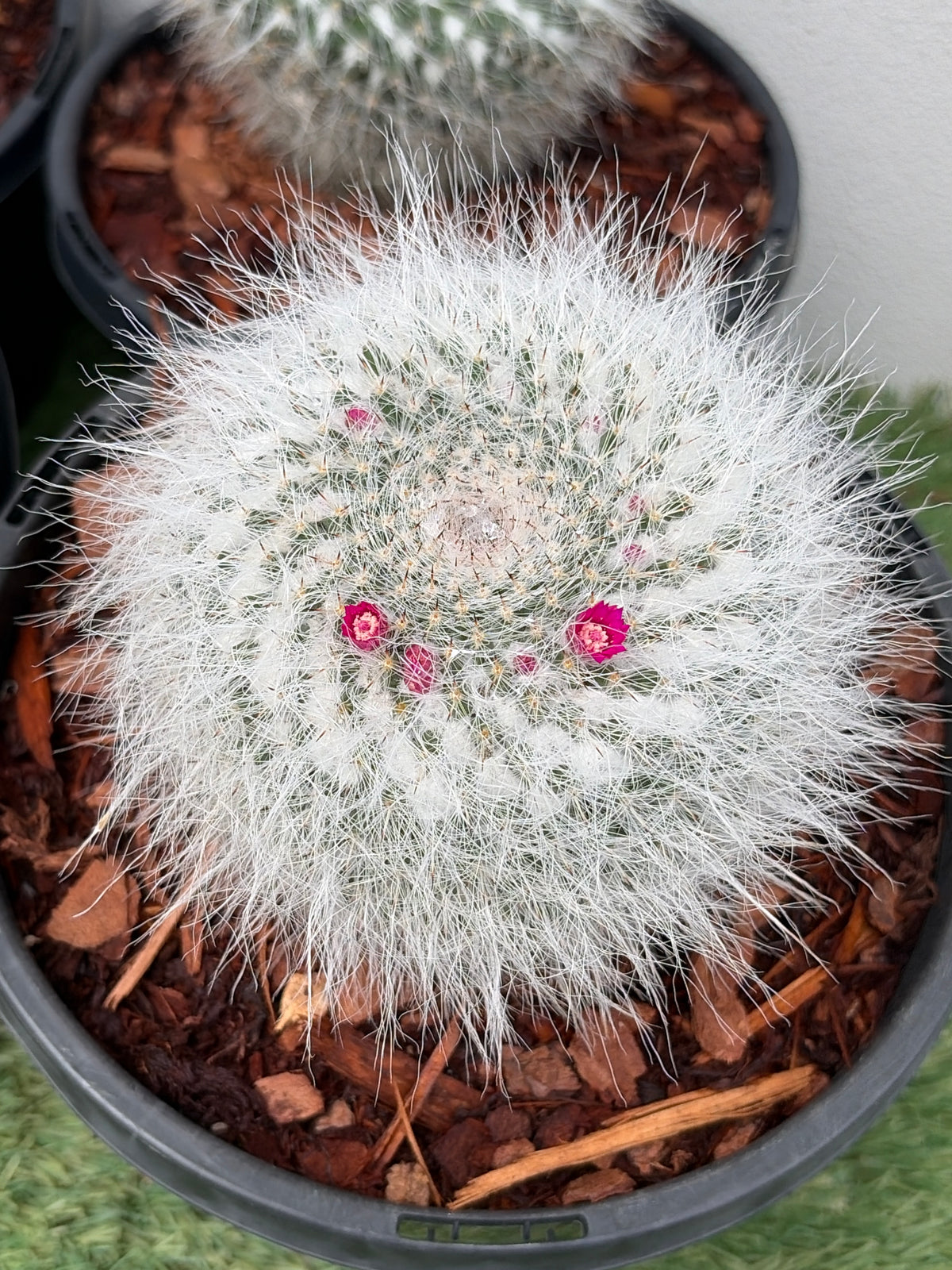 Mamillaria Cactus
