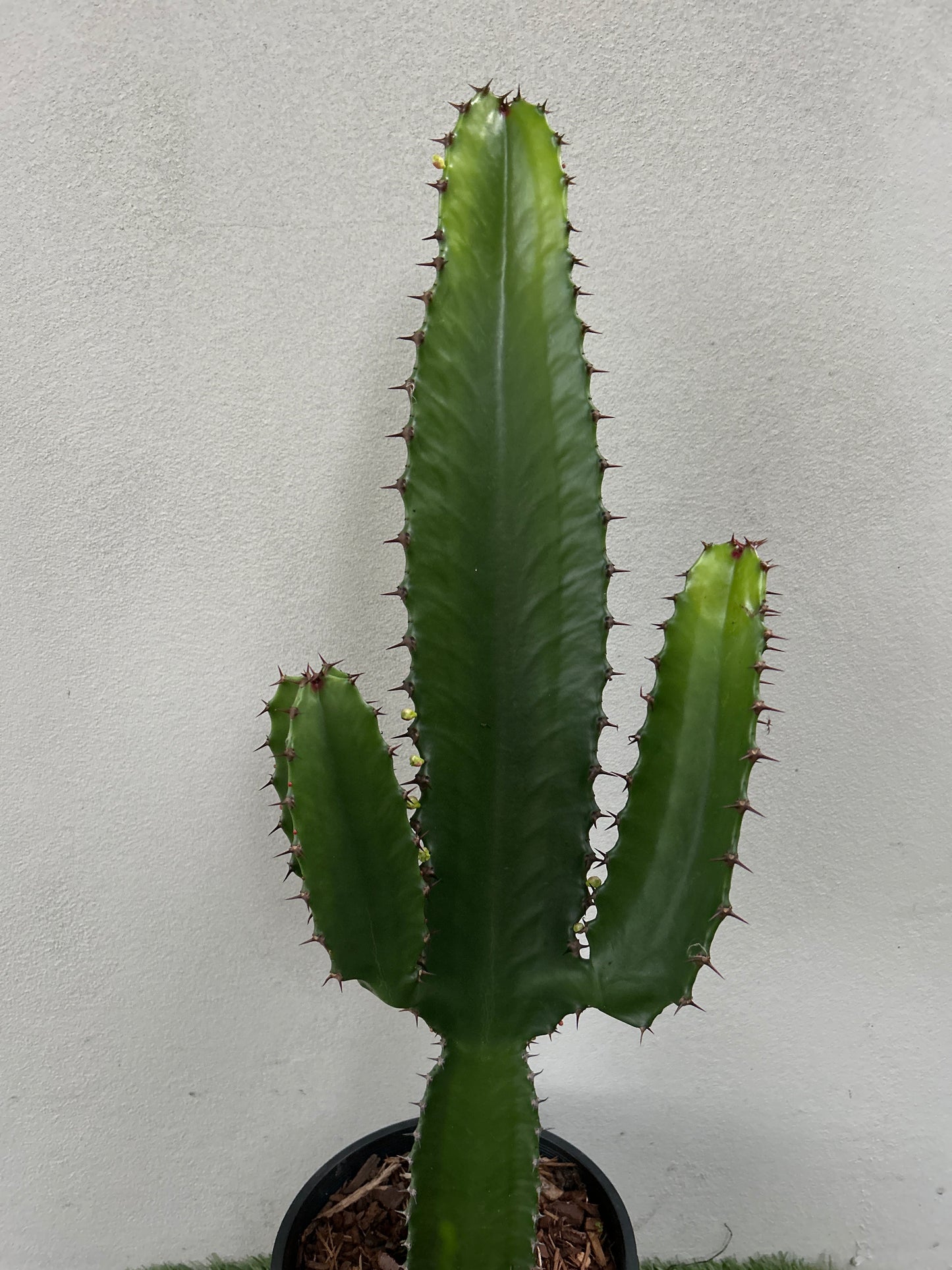 Euphorbia Cowboy 2 arms