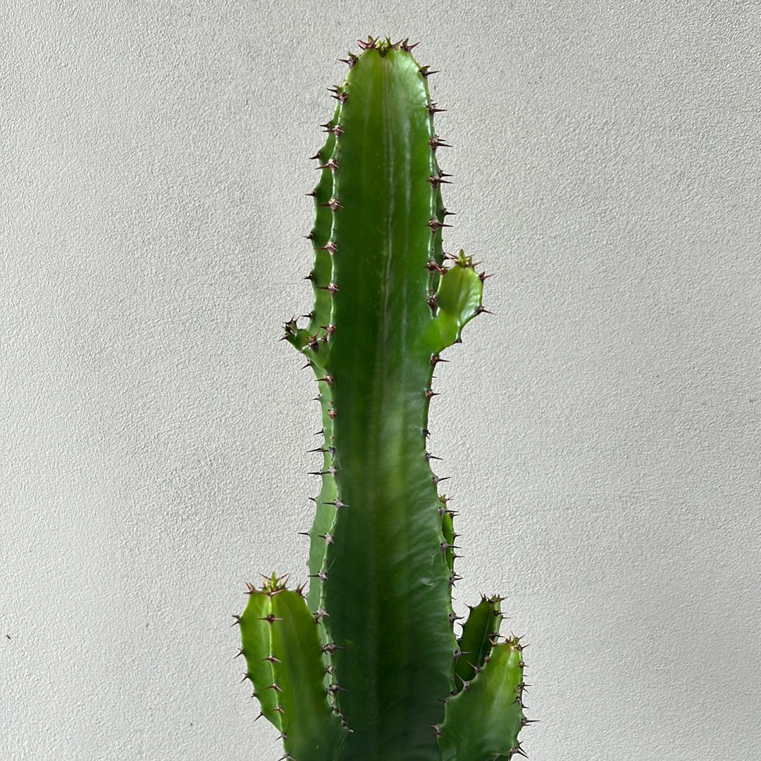 Euphorbia Cowboy 8 arms