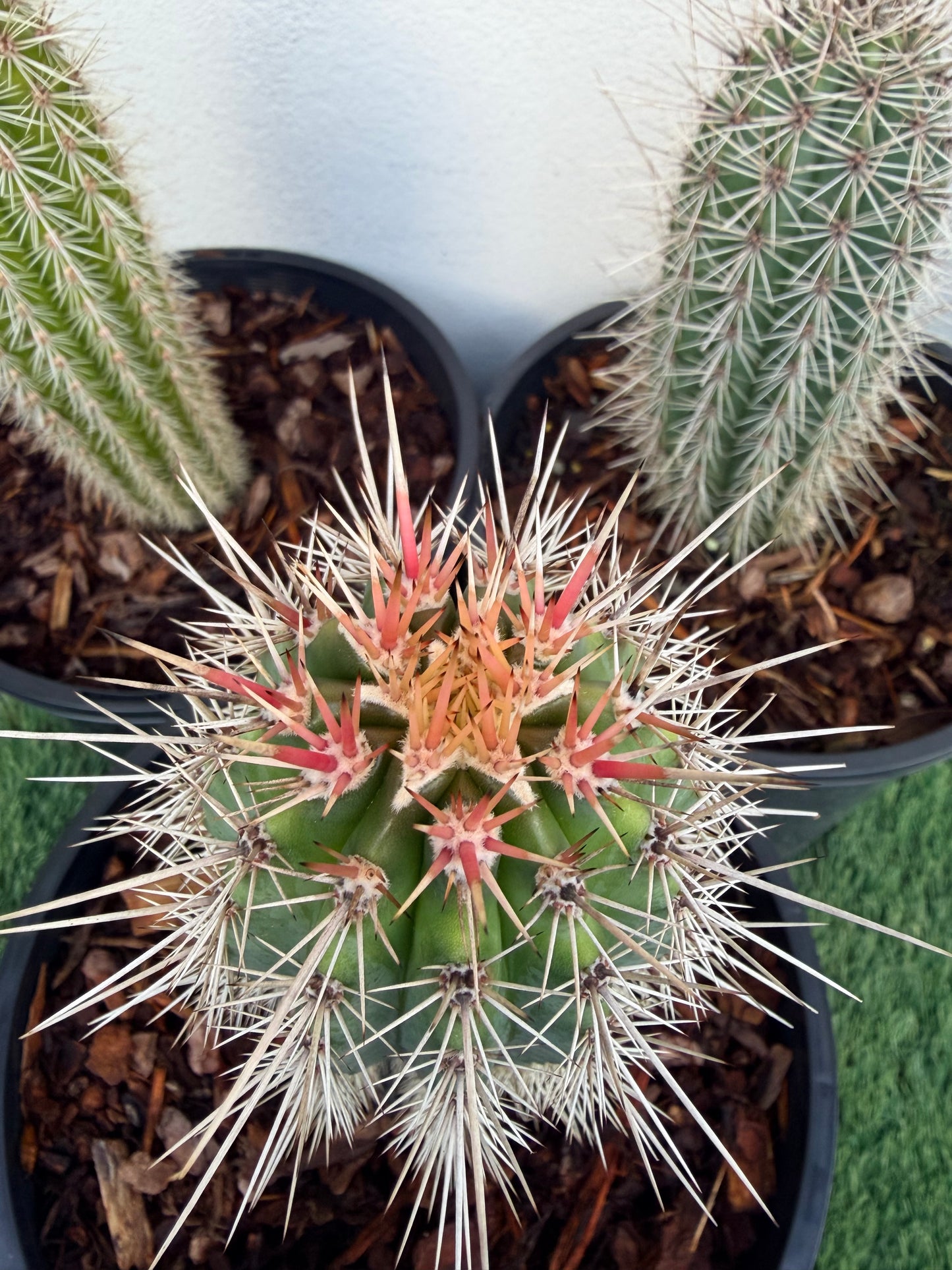 PACHYCEREUS Pringlei Cactus