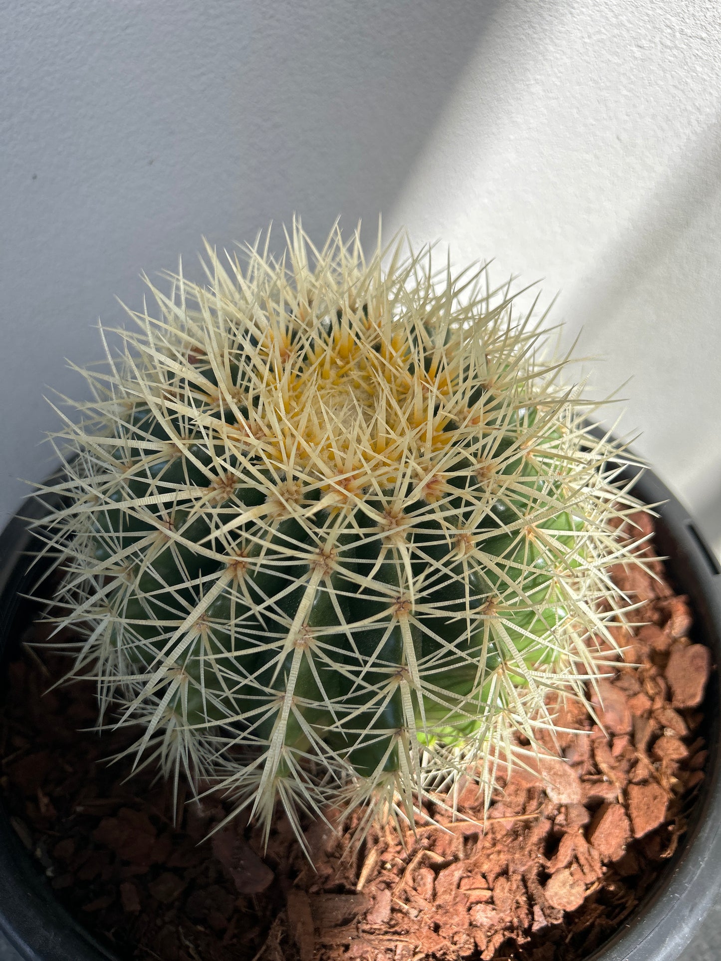 Golden Barrel cactus - Medium