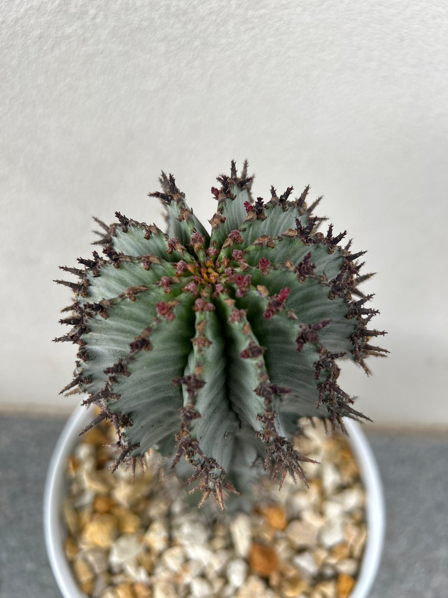 EUPHORBIA HORRIDA ‘MAJOR NOVA’