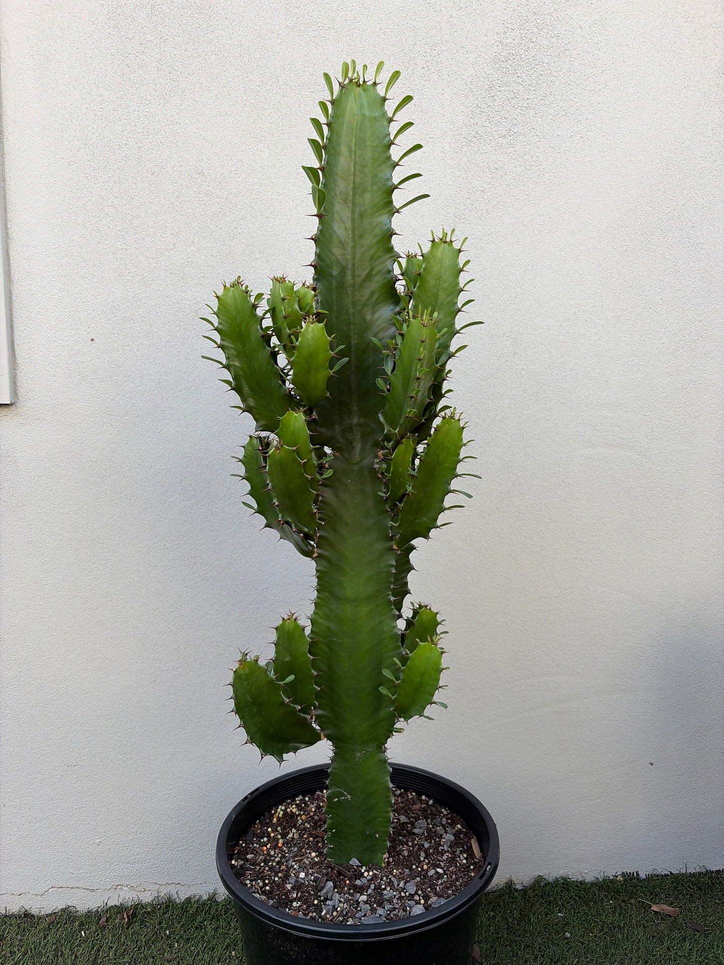 Euphorbia Cowboy