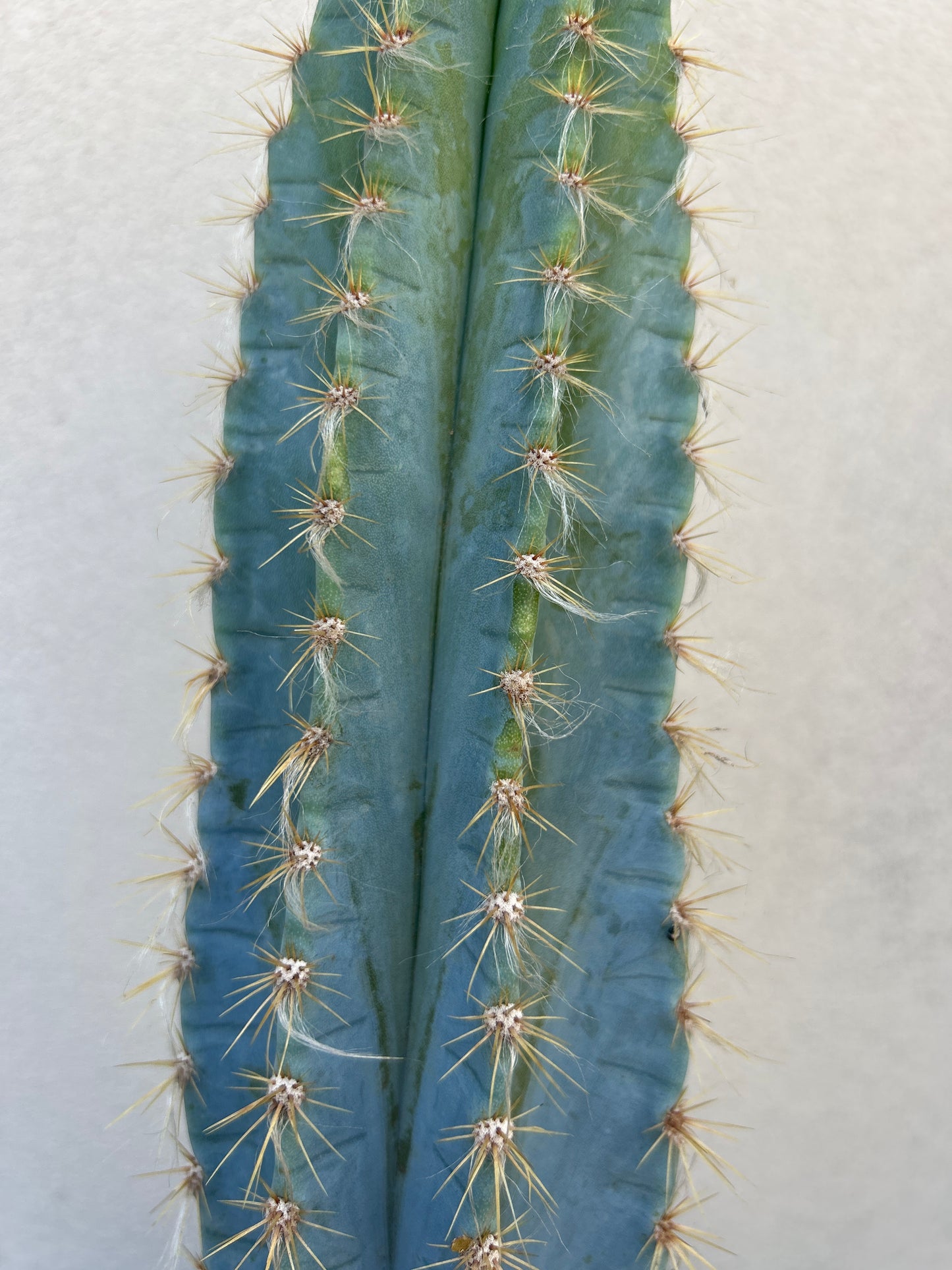 Blue Torch Cactus