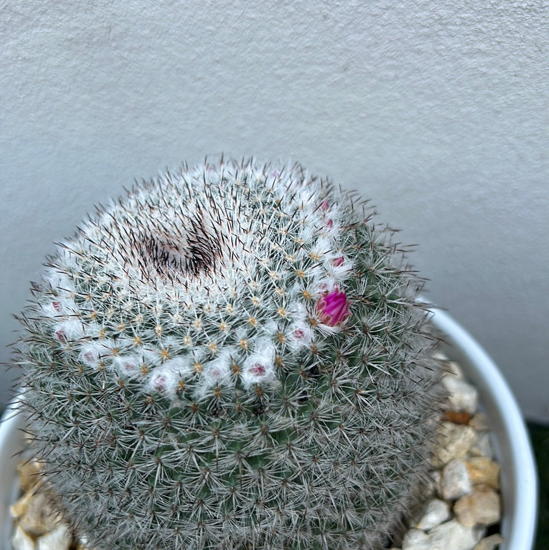 Mamillaria Cactus