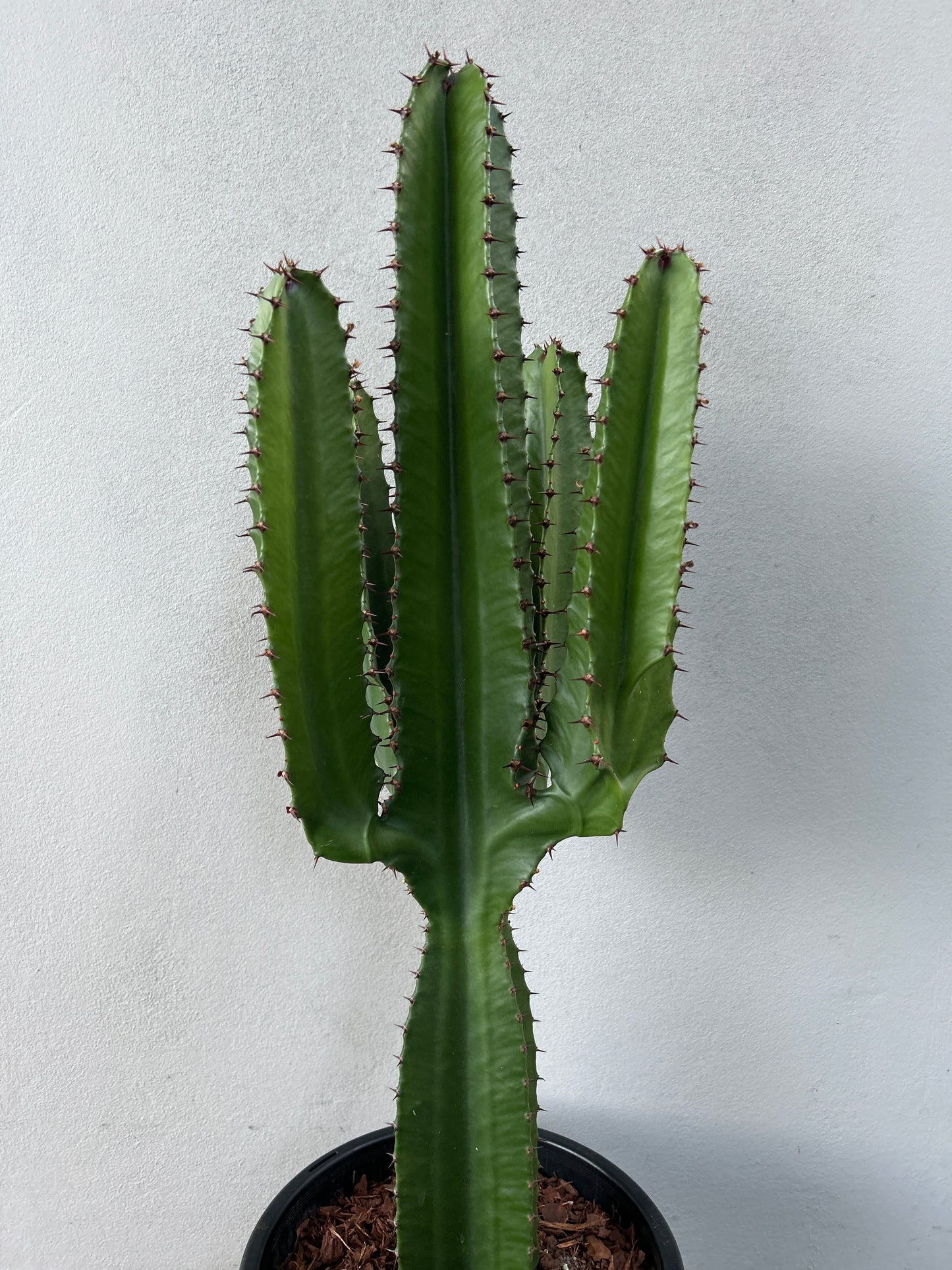 Euphorbia Cowboy - 4 Arms