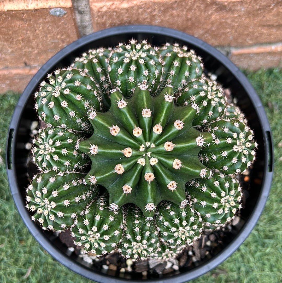 Easter Lilly Cactus