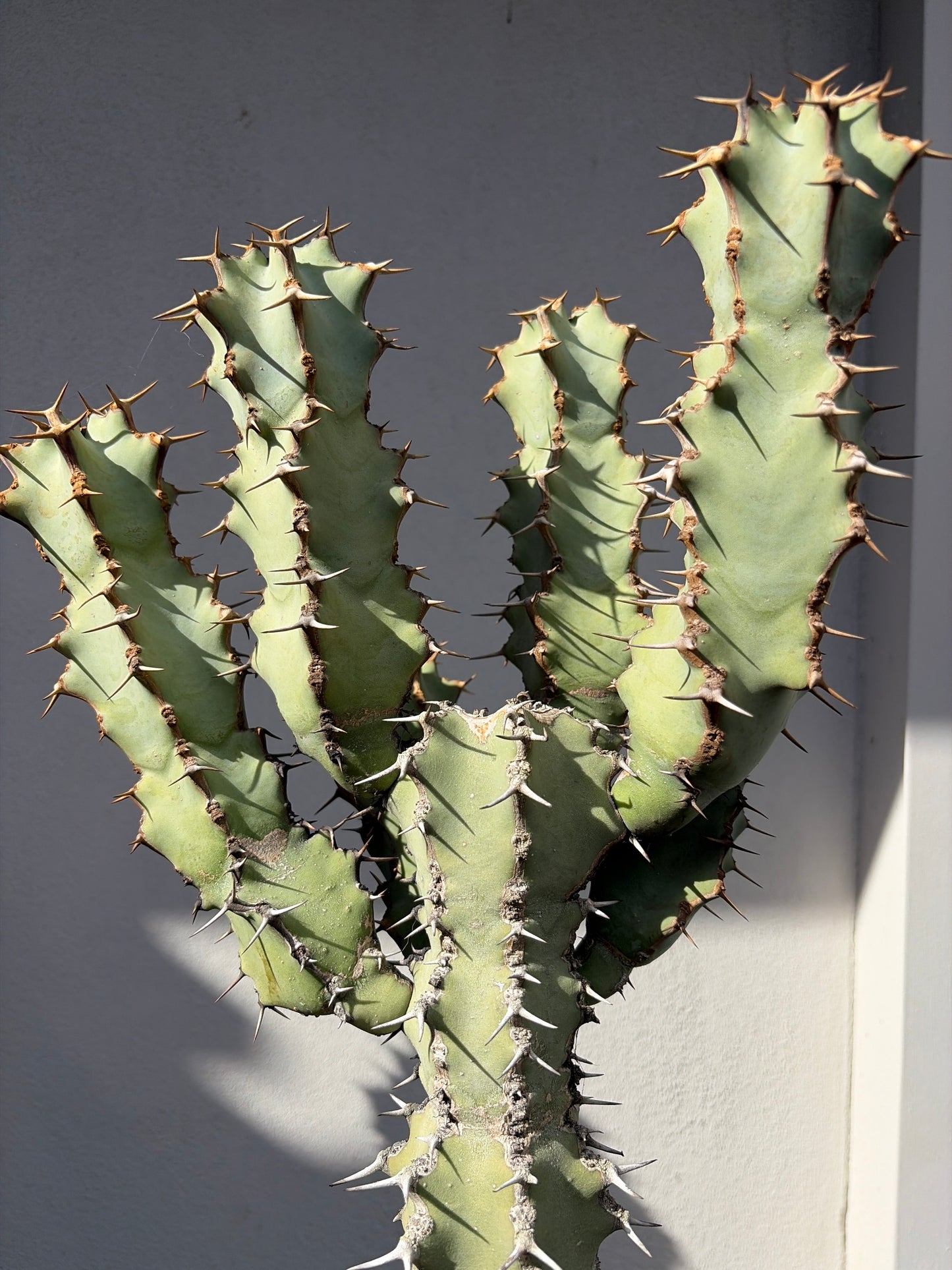 Euphorbia ceorulescens