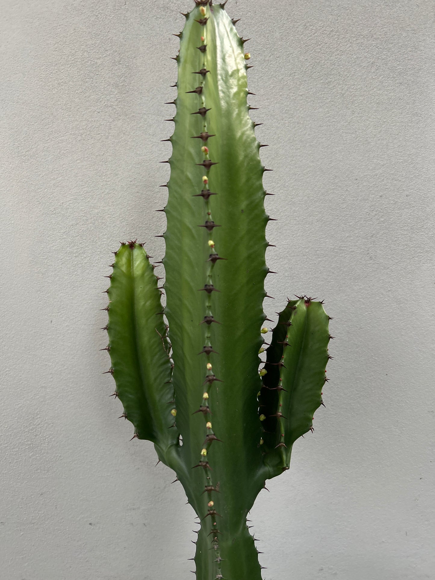 Euphorbia Cowboy 2 arms