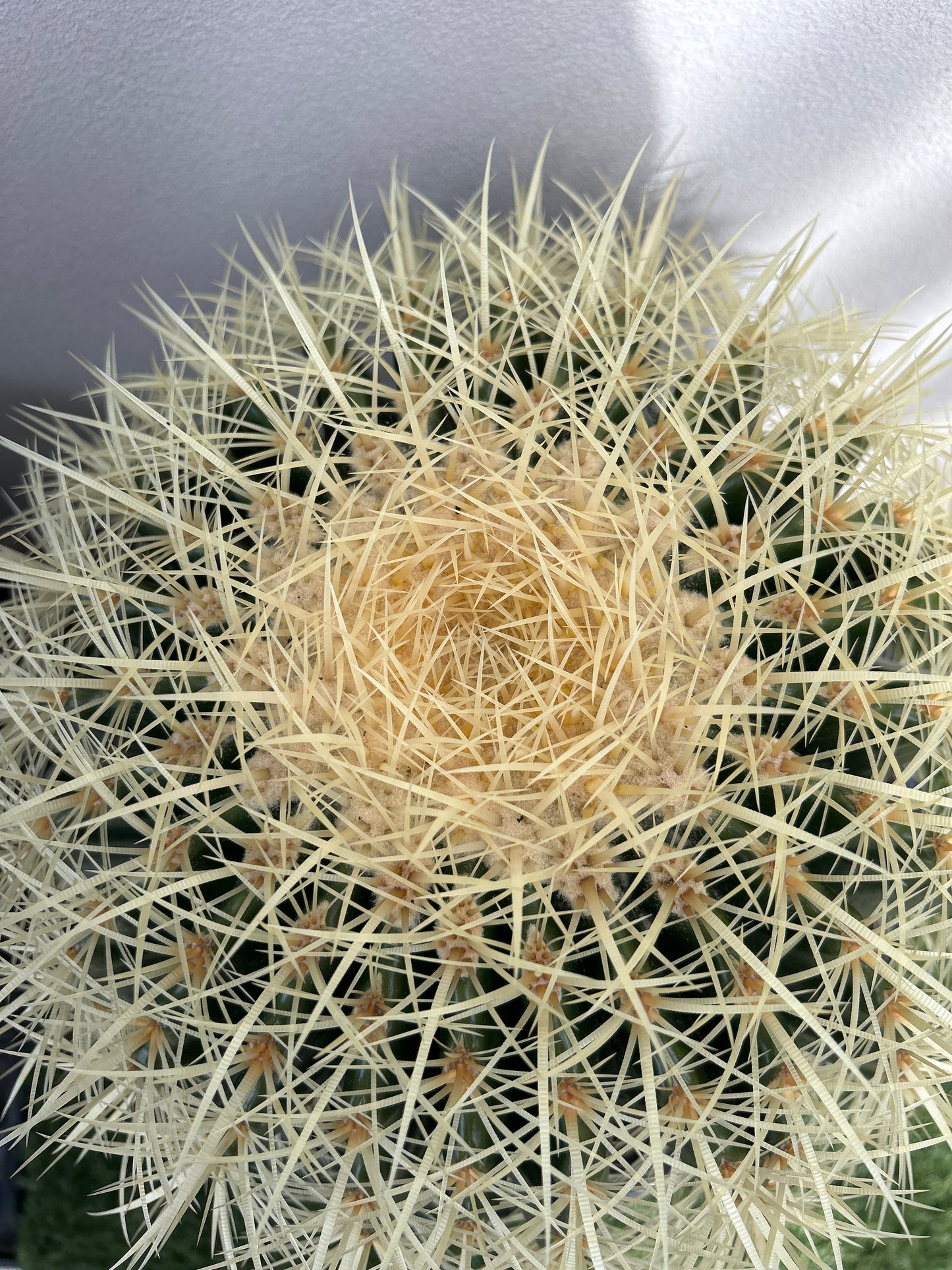 Golden Barrel cactus - Large