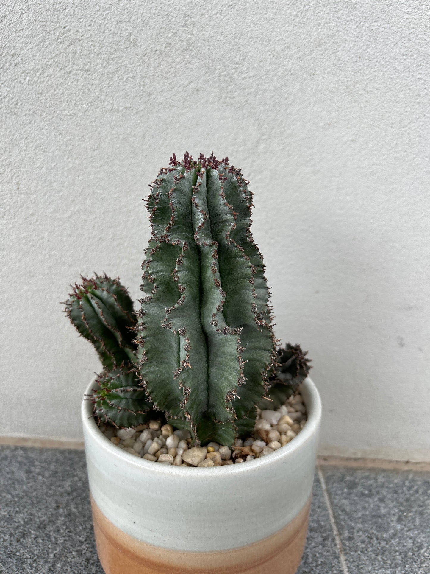 EUPHORBIA HORRIDA ‘MAJOR NOVA’ 3 arms.