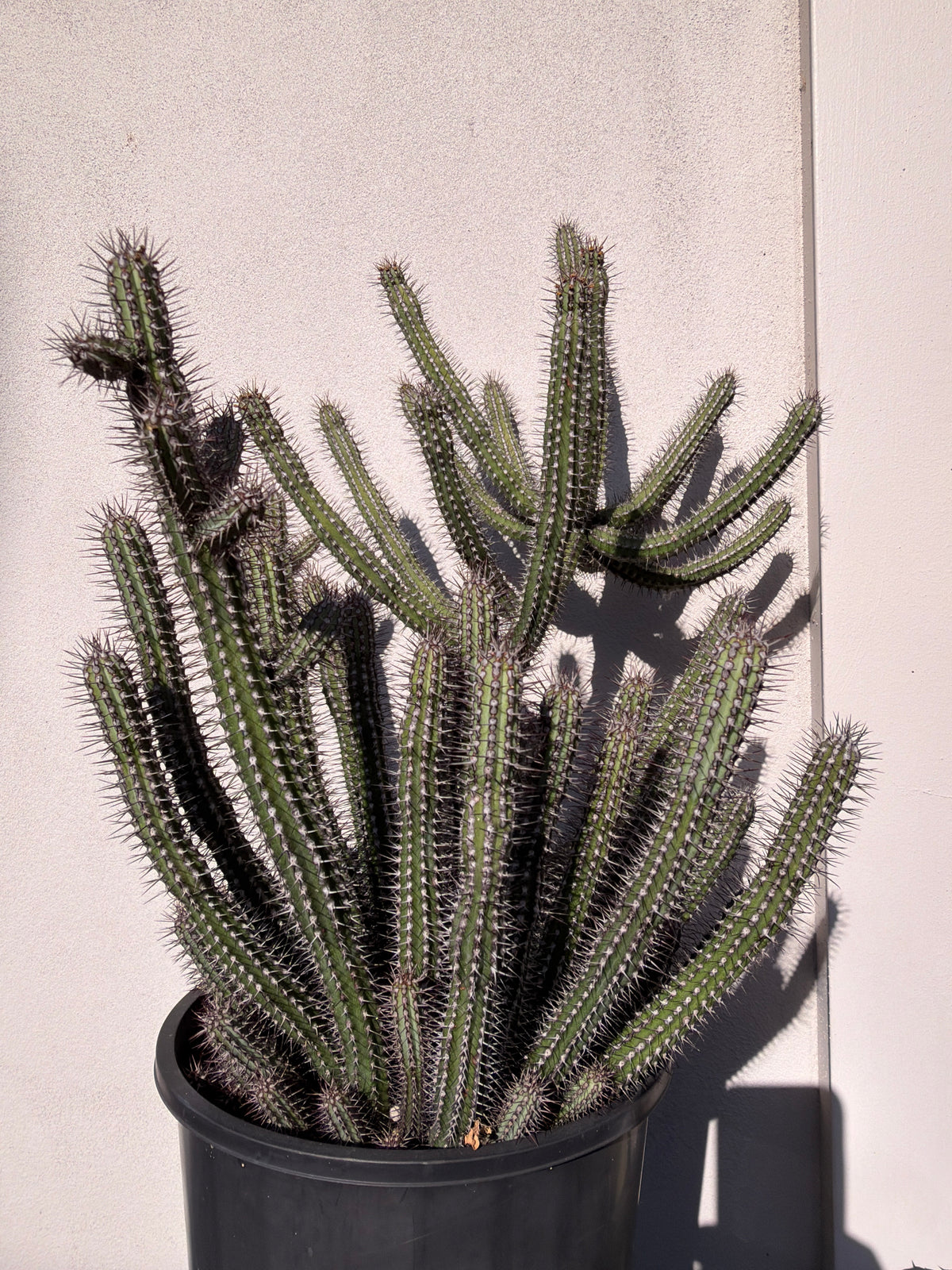 Euphorbia Baioensis