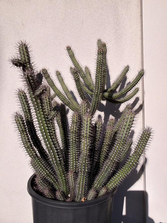 Euphorbia Baioensis