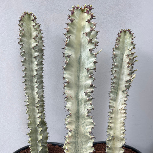 Euphorbia Ammak