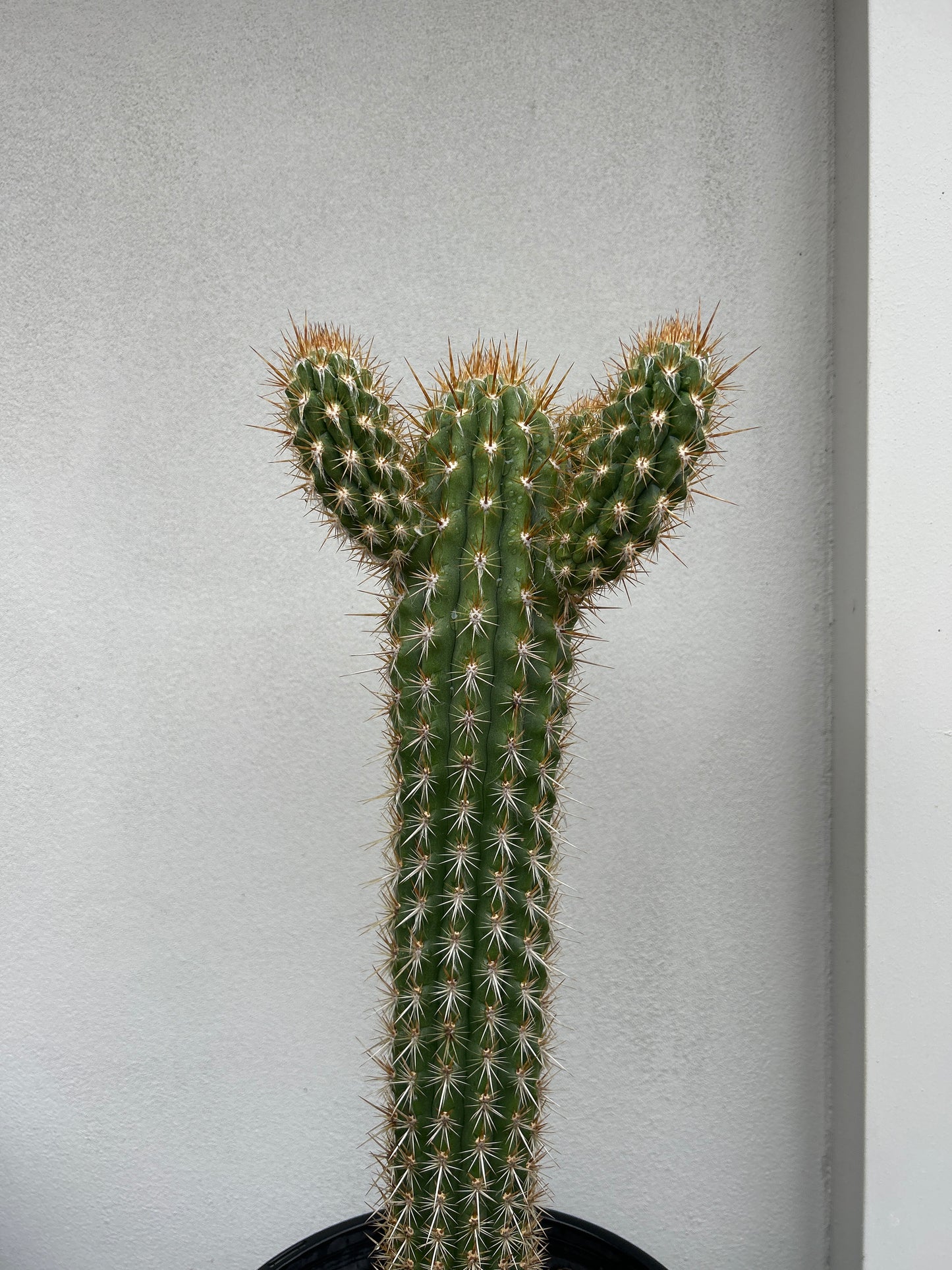 Pilocereus gounellei Cactus with 3 arms