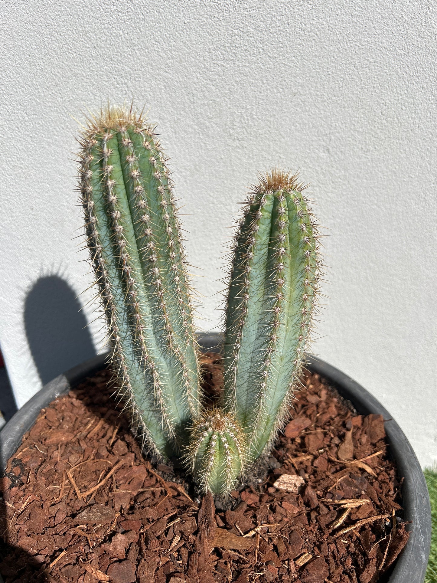 Pilosocereus Blue Torch Cactus - Multi