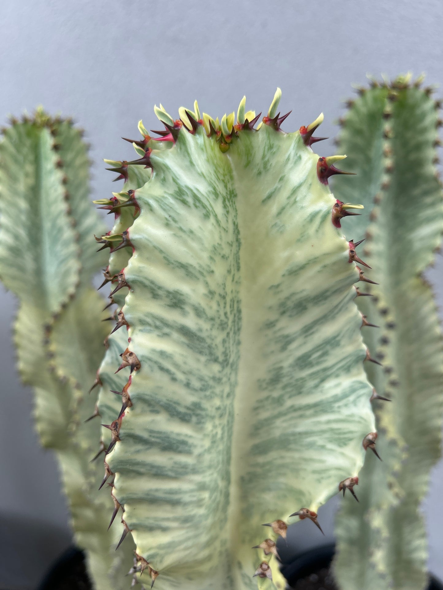 Euphorbia Ammak