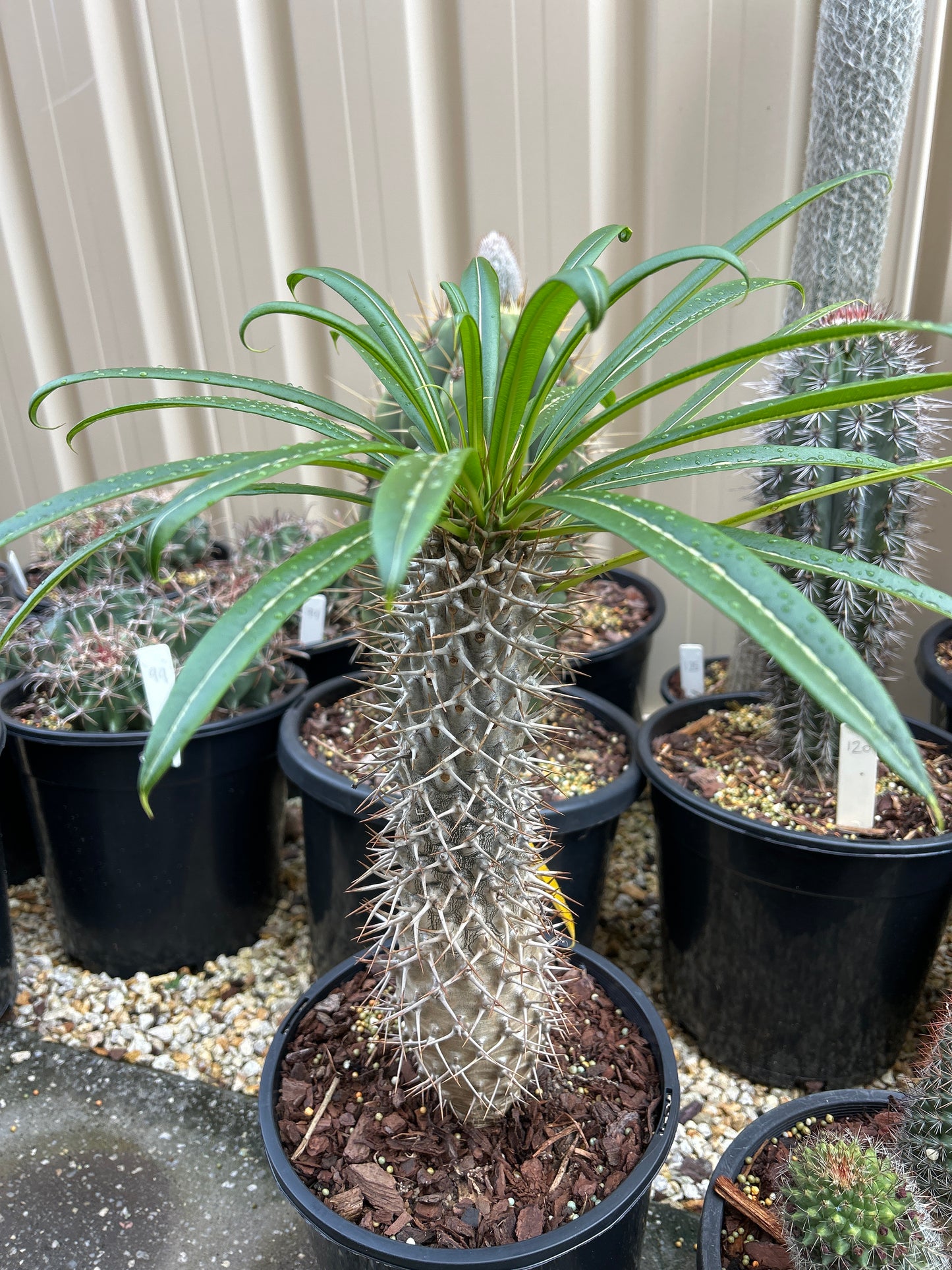 Madagascar Palm