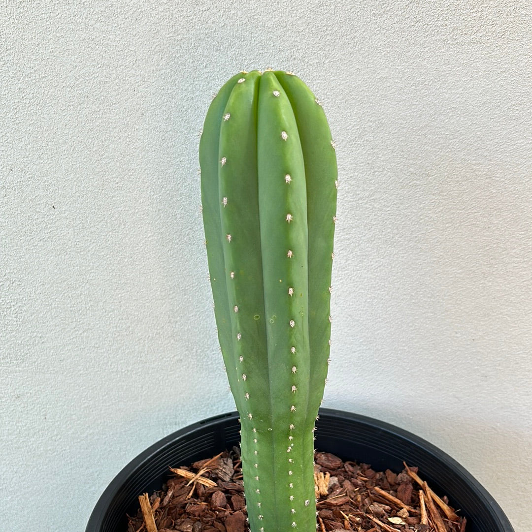 Echinopsis Scopulicola