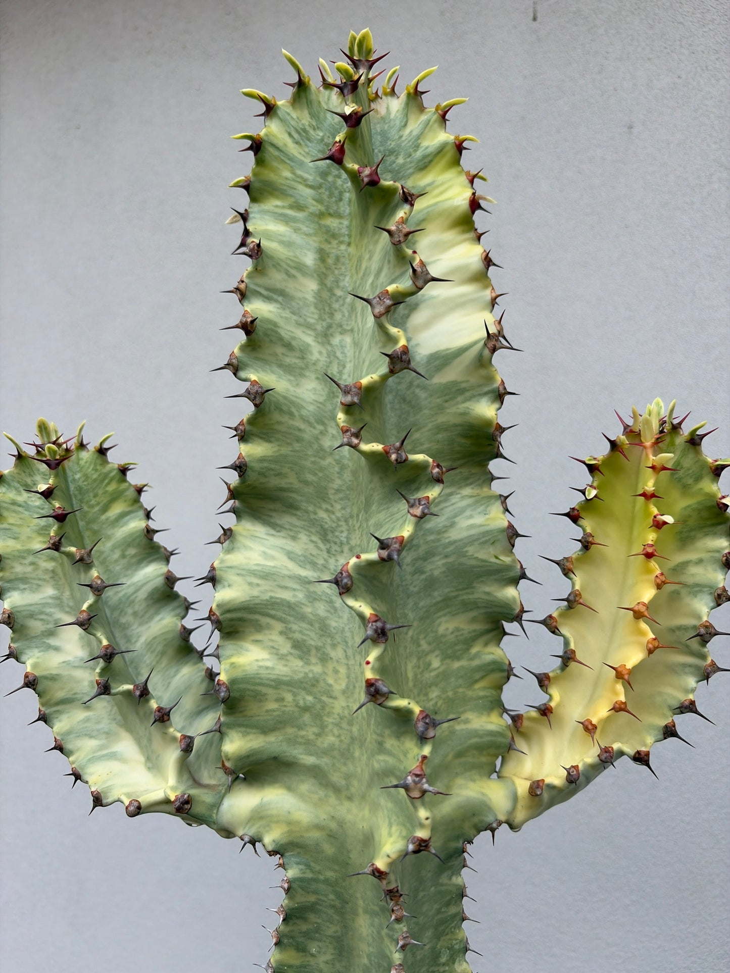 Euphorbia Ammak large 3 arms.