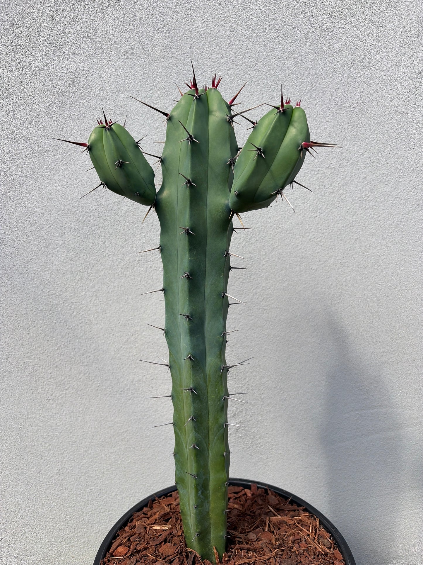Myrtillocactus 3 arms